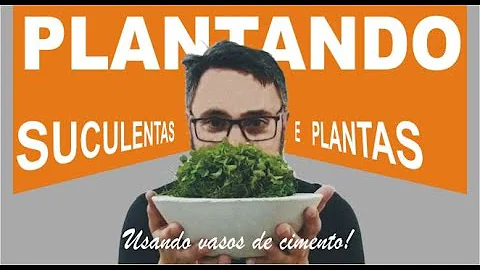Pode plantar suculentas em vaso de cimento?