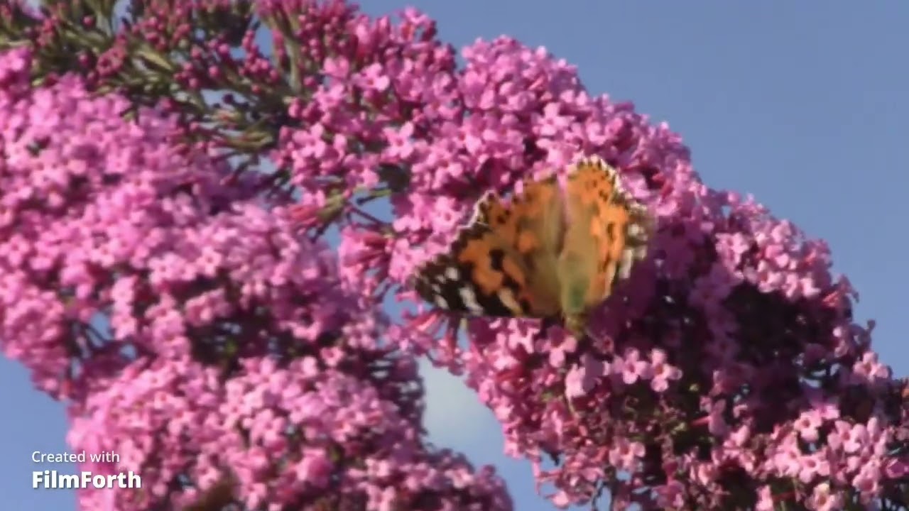 Canon Vixia hf m30 test summer