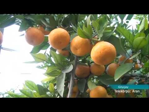 Video: Sitrus Meyvələrinin Növləri