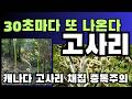 30초마다 고사리가 튀어 나온다. 이 정도면 공장라인, 유투브 찍으면서 내가 더 놀랐다. 밴쿠버 근교 칠리웍 30초마다 채집 에피소드, 멈출수가 없다...30초의 미친 수확