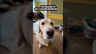 Always A First For Someone funny cute goldenretriever