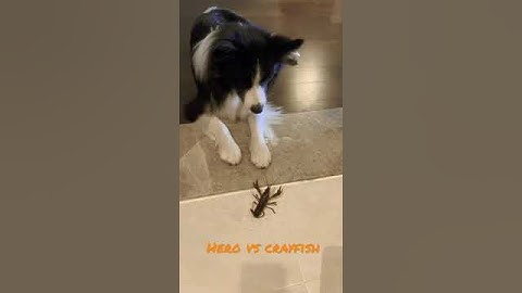 Hero and crayfish