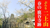 二上山 桜咲く古墳のそばから 祐泉寺尾根ルートで登りました 21年3月 Youtube 二上山 桜咲く古墳のそばから 祐泉寺尾根ルートで登りました 21年3月 Youtube