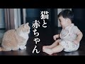 短足マンチカンと0歳男の子のほのぼの日常