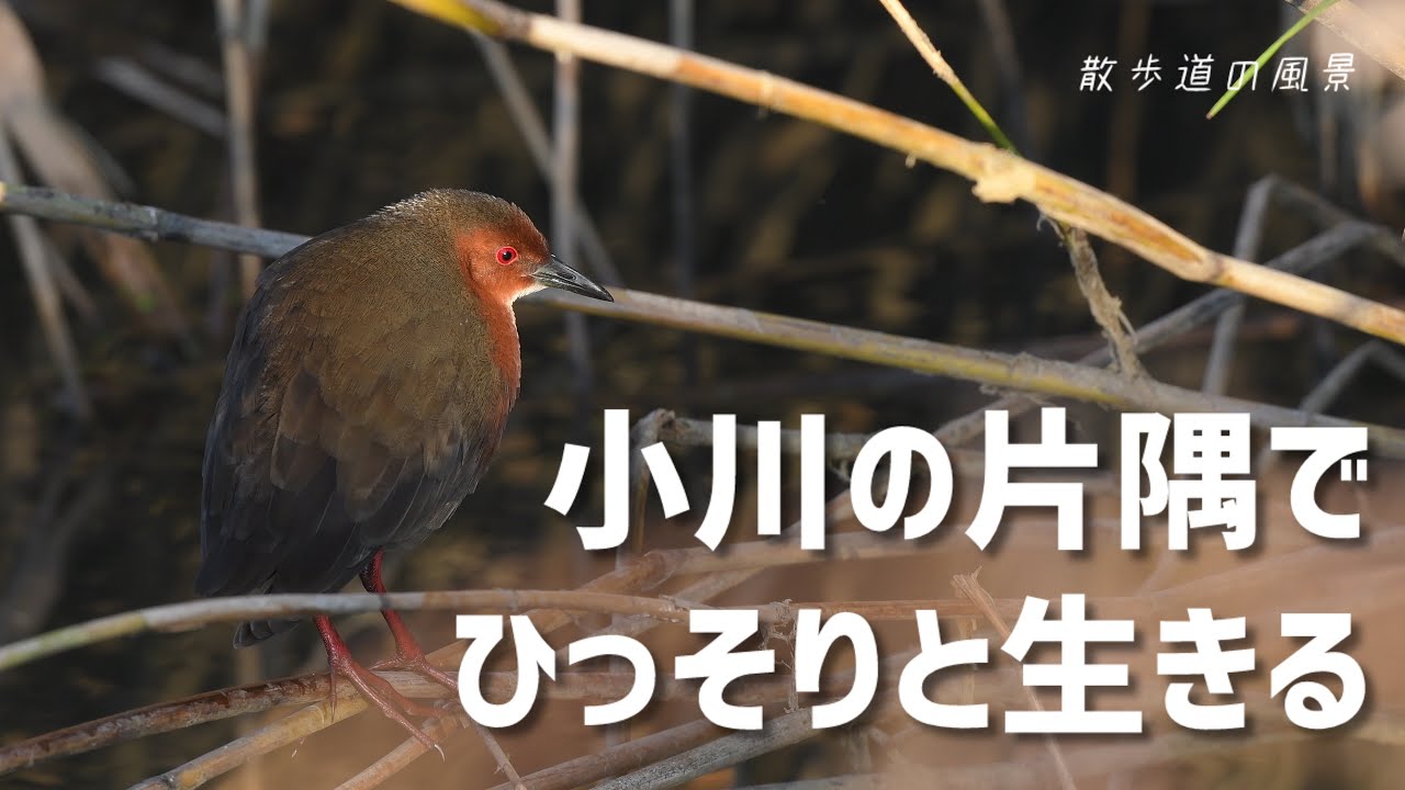 《ゆるい自然観察Vlog174》冬の始まりいつもの散歩道で野鳥観察しました
