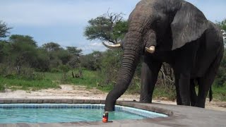 African Elephant Drinks From Pool - Crashes Pool Party