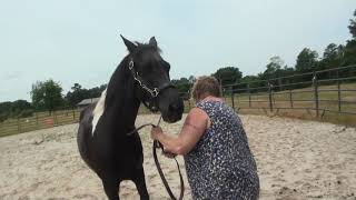 Heather Halter All Other Breeds 5Over