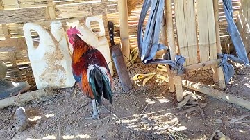 Qais qus nab 2 nawb leej twg nyiam no nug tau nawb. 14/11/2022