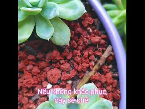 Video: TrịCactus Sunscald - Dấu hiệu Nhận biết Bệnh Sunscald trên Xương rồng