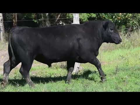 LOTE 18