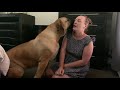 Does boerboel molly love her mumma boerboel