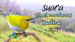 Suara Pleci Montanus Betina MP3 'Panggilan sang jantan'