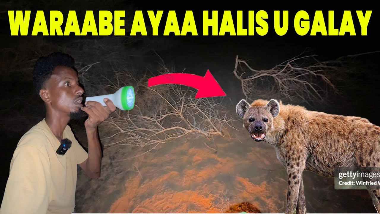 WARAABE AYAAN BAADIYE HALIS UGALAY INU ICUNO XILI HAMEENA