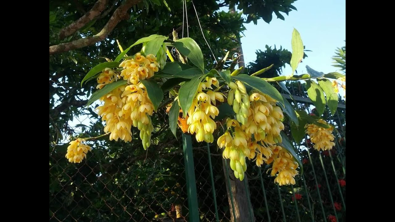 Dendrobium sulcatum