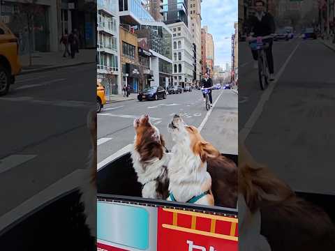 Awoobers clear the street #dog  #funny