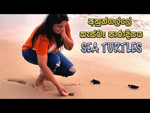 ඔයාගේ අතින්ම කැස්බෑ පැටවු මුහුදට දාන්න අහුන්ගල්ලේ යමු|Sea turtle conservation and research center