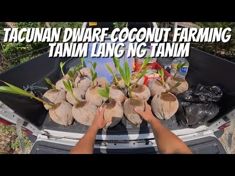 TANIM LANG NG TANIM. TACUNAN DWARF COCONUT FARMING - YouTube