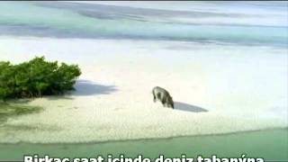 Moeritherium Ancient Elephant Ancestor .