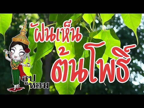 ฝันเห็นต้นโพธิ์ ฝันเห็นต้นโพ