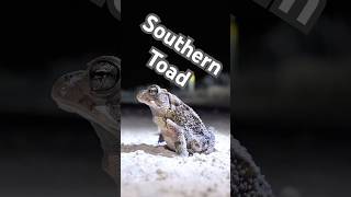 17 seconds of an adorable Southern Toad (Anaxyrus terrestris). #florida #herping #amphibian #nature