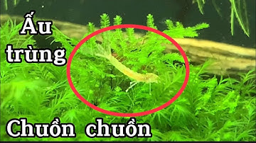 Ấu trùng chuồn chuồn trong hồ cá, hồ tép thủy sinh