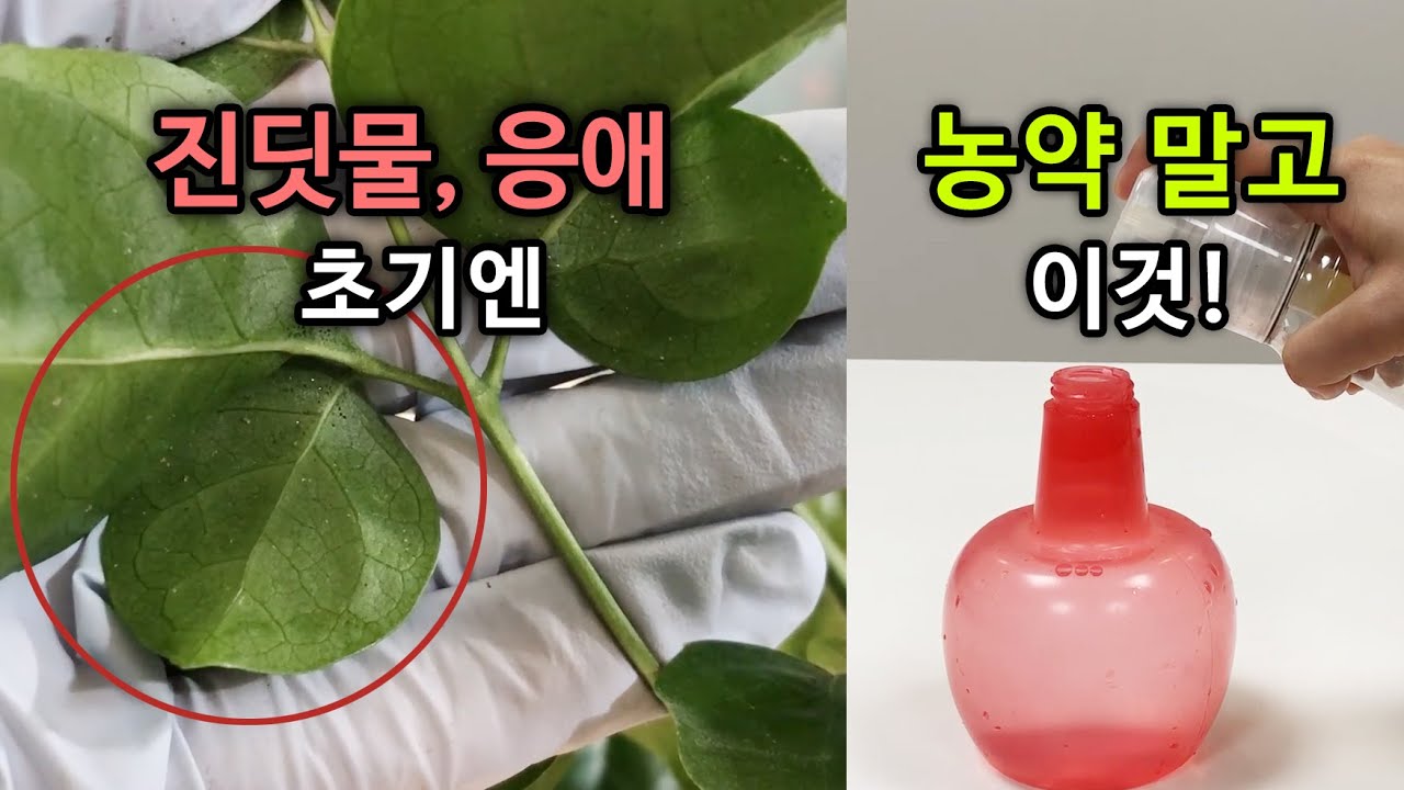 진딧물, 응애, 식물 해충- 주방세제로?!