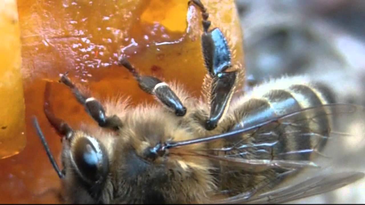 Honey bees eat fruits ! Apis mellifera sips fluids from ripe plums