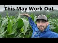 The Best Corn I Have Ever Grown- 1st Year Farming My Own Ground