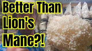 Better Than Lion’s Mane? The Science of Coral Tooth Mushroom