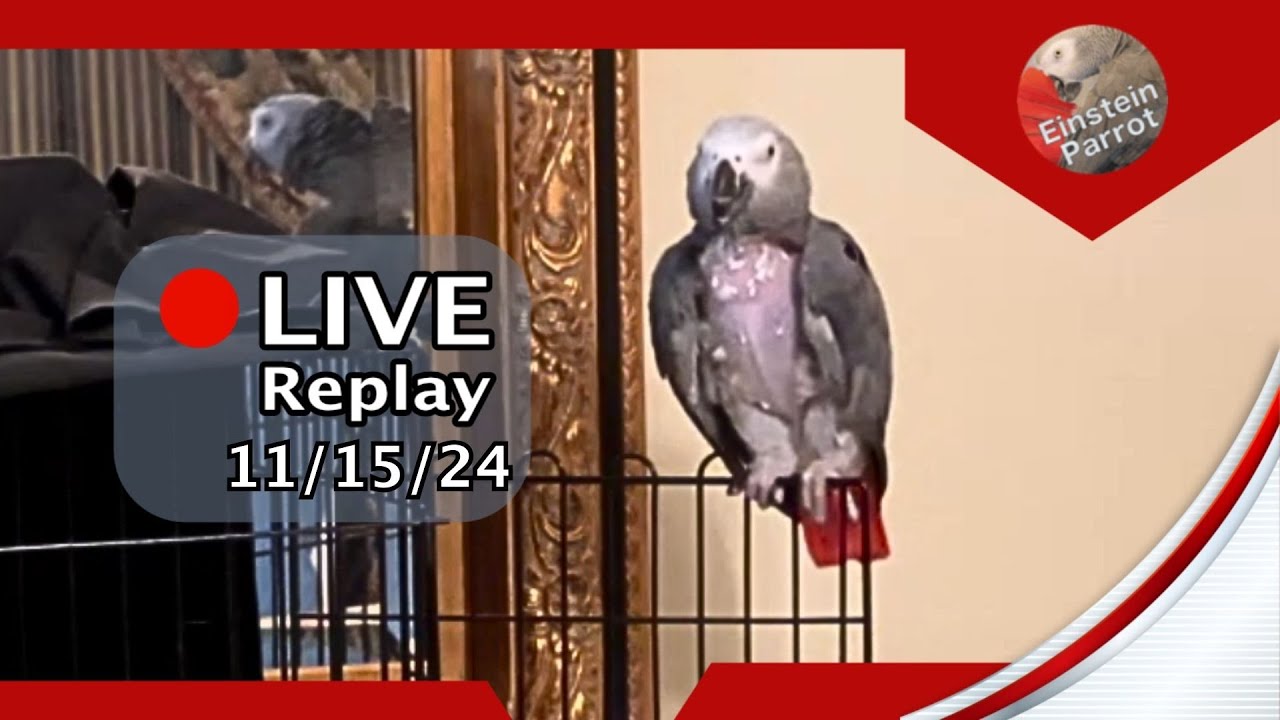 Einstein parrot live 11 15 24 youtube