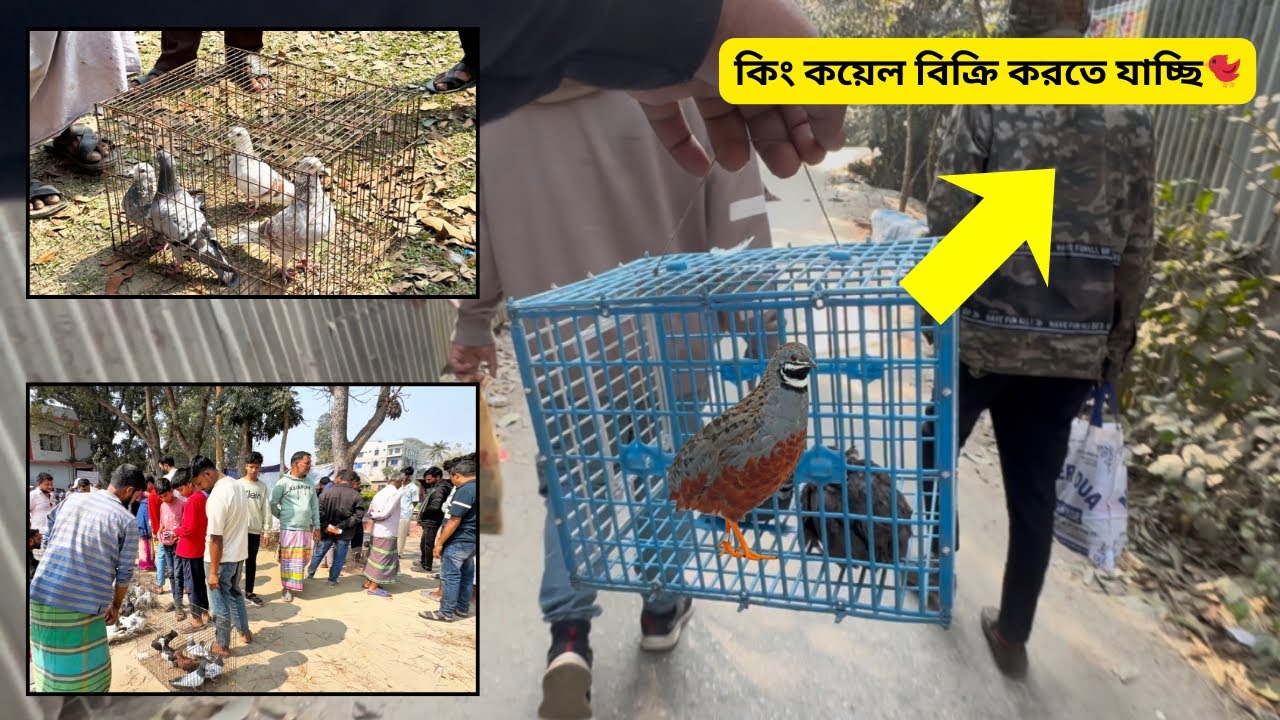 কিং কয়েল বিক্রি করতে যাচ্ছি🐦