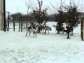 Castello Delle Rocche - 1 febbraio 2012 - nevicata.avi