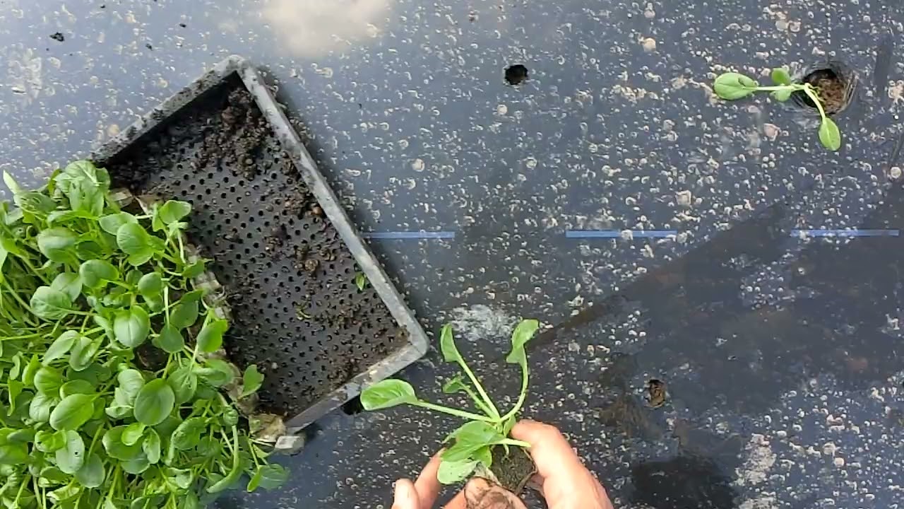 Planting Tatsoi x Two important points to keep in mind when