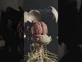 Head and brain internal structure in detailed 3d animation #3danatomy #meded #brain