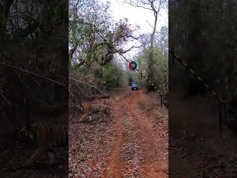 Wideo: Park Narodowy Tadoba i Rezerwat Tygrysów: Kompletny przewodnik