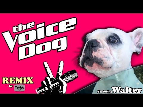 The Voice Dog (Remix) By Timbu Fun - feat. Walter Geoffrey The Frenchie