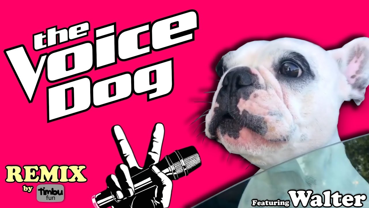 The Voice Dog Remix By Timbu Fun   feat Walter Geoffrey The Frenchie