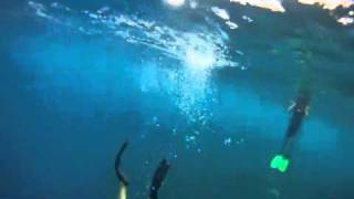 freedive mandy's