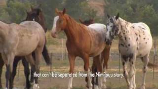 Appaloosa horse - Indian breed raised by Native Americans - EQUISHOP  Equestrian Shop