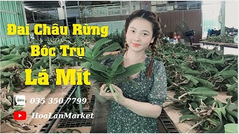 ĐAI CHÂU RỪNG BÓC TRỤ LÁ MÍT GIÁ SIÊU HẠT DẺ. LH: 035.350.7799