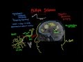 Understanding Multiple Sclerosis