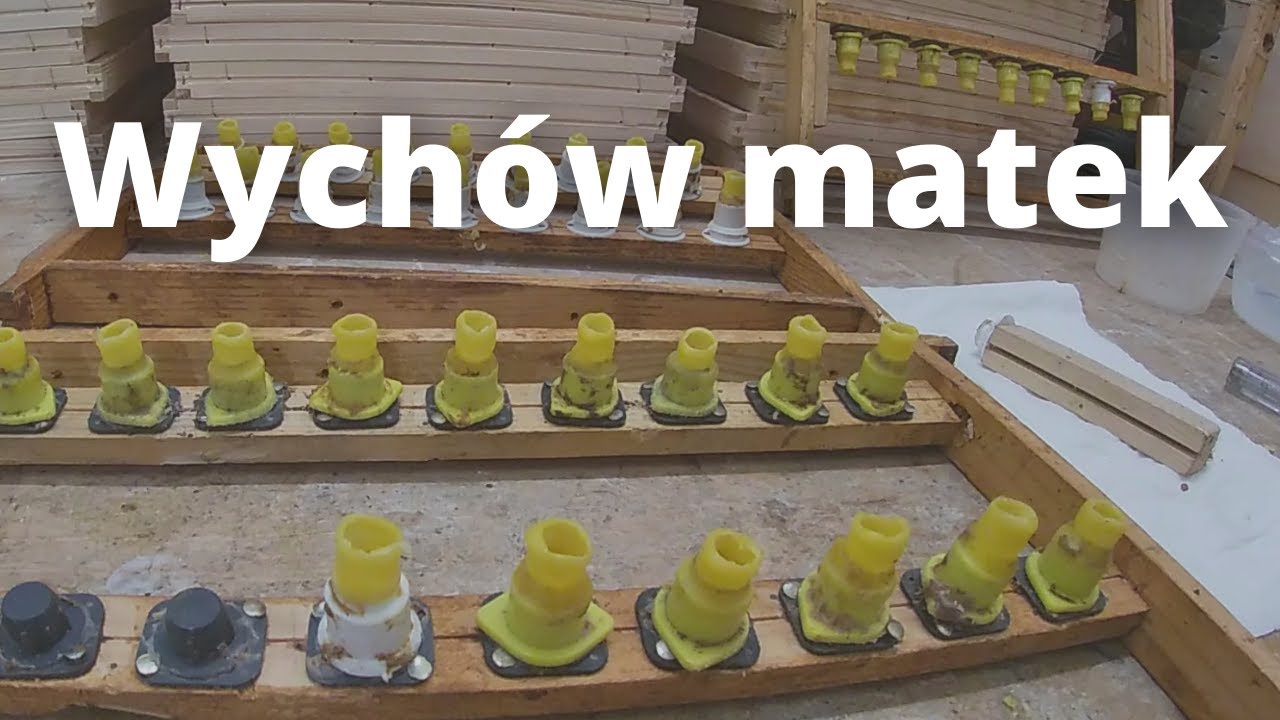 #92 Wychów matek na własne potrzeby - miseczki, mateczniki, ramki hodowlane. Na końcu mały bonus :)