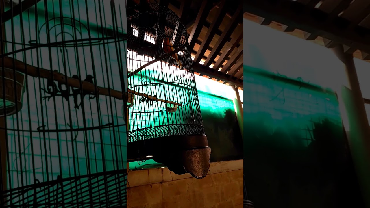 BURUNG KENARI GACOOORRR!!!, KEREN BANGET KENARI LOKAL..... 
