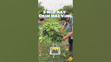 5 Mẹo Chăm Sóc Mai Vàng Hiệu Quả Nhất! || MAI VÀNG CHÍ CƯỜNG #bonsai #caycanh #maivàng