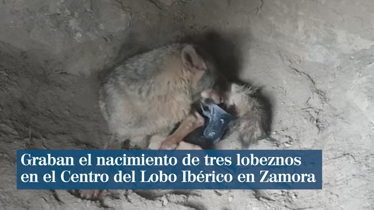 Graban el nacimiento de tres lobeznos en Zamora - YouTube