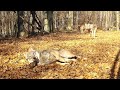 Best of 2021vlk rys medve zuborpoloninyvolovsk vrchyslovensk kraswolf lynx bear bison