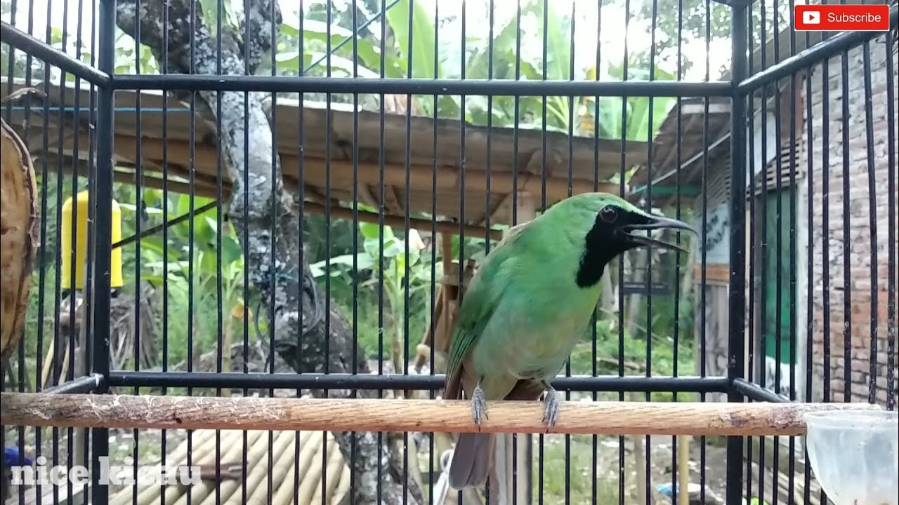 Ampuh Jadikan Cucak Ijo MALAS KEMBALI GACOR 