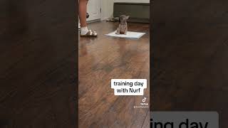 Training Nurf 101  #foryou #foryoupage #frenchie #frenchbulldog