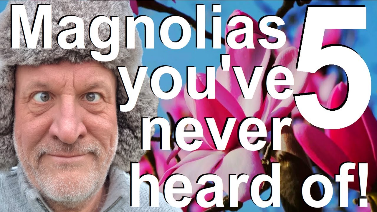 Five Must Have Magnolias you have Probably Never Heard of!