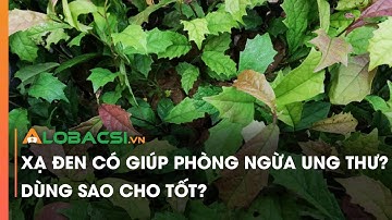 Xạ đen có giúp phòng ngừa ung thư? Dùng sao cho tốt? | Video AloBacsi